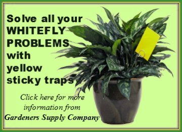 Click to purchase Whitefly Sticky Traps from Gardeners Supply Co