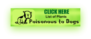 Plants Poisonous to Dogs