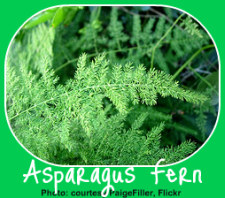 A healthy Asparagus Fern