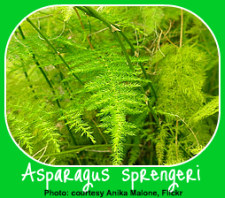 The Asparagus Fern