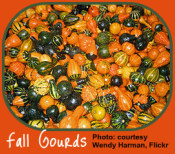 Bounty of gourds for the Indoor Gardener decor