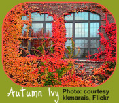 Vibrant ivy on buildings reflects garden calendar changes.