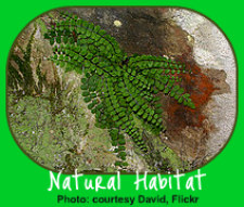 Button Fern in Natural Habitat