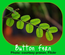 The Button Fern