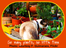 Cat Safe Houseplants - So Many Choices