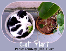 cat safe houseplants for the indoor gardener