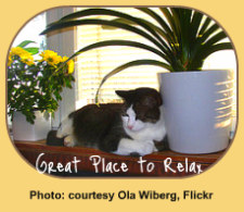 Benefit of Houseplants: Cat Relaxing in Window