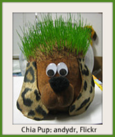 Chia Pet Puppy