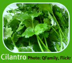 Cilantro from the Italian Herb Garden