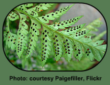 Black Spores - essential part of the Fern Life Cycle