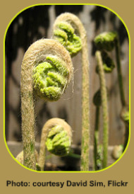 Fiddleheads, the last part of the Fern Life Cycle