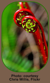 Red Fiddleheads in the Fern Life Cycle