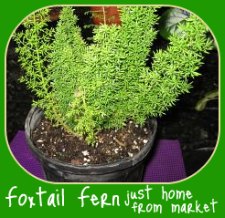 Foxtail Ferns