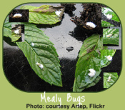 Mealybugs - common indoor garden pests