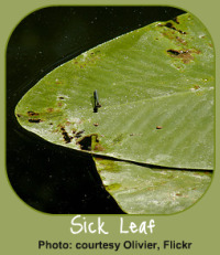 Signs of Garden Pests on a Leaf