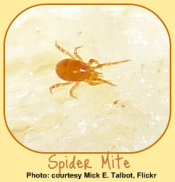 Spider Mites: common indoor garden pests
