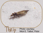 Thrips - common indoor garden pests