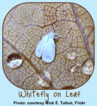 Whiteflies on Plant Leaf