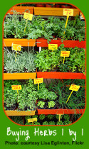 Choosing Plants as an Indoor Herb Garden Gift