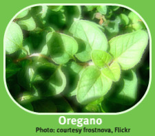 Photo of Indoor Herb Garden Oregano