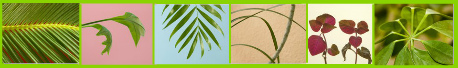 divider of many plants above contents list