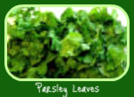 Parsley in the Italian Herb Garden