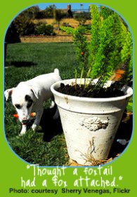 Foxtail is one of the plants poisonous to dogs.