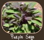 Purple Sage