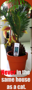 Cycad - one of the plants poisonous to cats