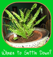 Lemon Button Fern