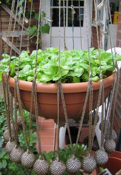 Basil in a hanging basket