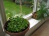 Parsley and chives on a sunny windowsill