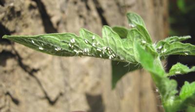 Image of whitefly from my outdoor garden.