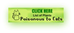 Click here to access the list of plants poisonous to cats at the ASPCA website. Cat Poison List Link