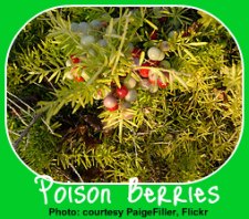 Poisonous Asparagus Fern Berries