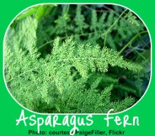The beautiful Asparagus Fern - easy to grow and graceful. A healthy Asparagus Fern