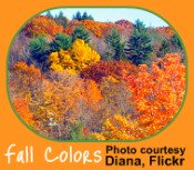 Leaves turn outside while indoor plants go through changes, also. Autumn changes reflected in the Indoor Garden Calendar