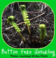 Button Fern Frond Unfurling