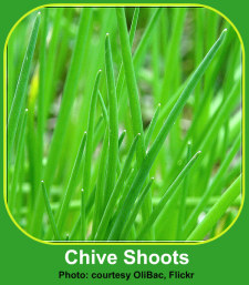 Indoor Gardener Herb Photos of Chives