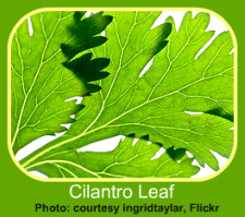 Cilantro Leaves 