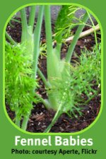 Small Fennel Growing in Italian Herb Garden