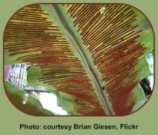 Fern Life Cycle depends on spores.