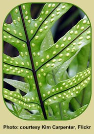 Yellow Spores continue the Fern Life Cycle