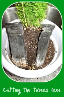 Cutting Tubers from Foxtail Ferns when Repotting