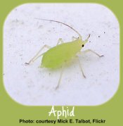 Aphids - Common Garden Pests