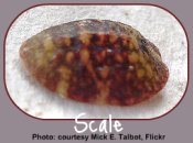 Scale Insects - Indoor Garden Pests