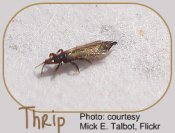 Thrips - common indoor garden pests