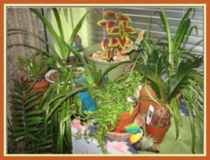 A group of plants in Batya's collection