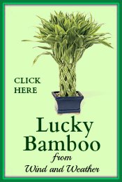 Lucky Bamboo Wind and Weather