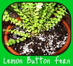 Nephrolepis Lemon Button Fern